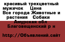 красивый трехцветный мужичок  › Цена ­ 10 000 - Все города Животные и растения » Собаки   . Амурская обл.,Благовещенский р-н